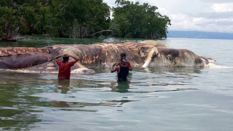 Xác quái vật khổng lồ gây hoang mang ở Indonesia
