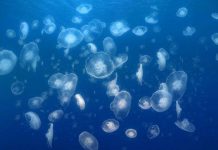 5 sát thủ không ngờ trong tự nhiên