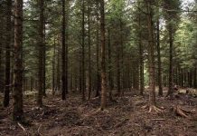 Phát hiện giống cây cao nhất thế giới trên đảo Borneo