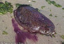 Bắc Mỹ xuất hiện sên biển khổng lồ màu tím giống nội tạng người