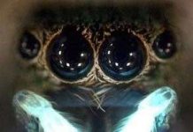 Ánh sáng kích thích ham muốn tình dục ở loài nhện