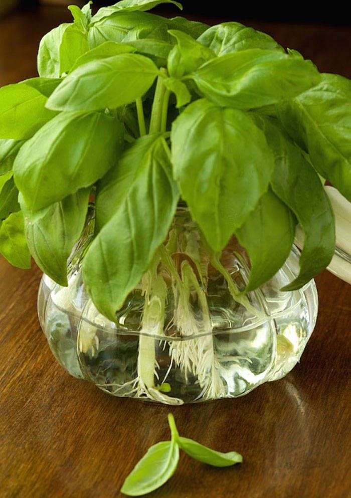 Tự trồng húng quế theo cách thủy canh đơn giản tại nhà