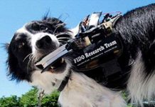 Kính "Google Glass" dành cho chó