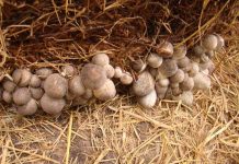 Nấm rơm: Hướng dẫn trồng và thu hoạch