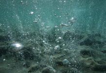 Axít hóa đại dương đe dọa toàn bộ sinh vật biển