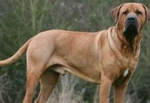 Điểm danh những giống chó nguy hiểm nhất thế giới