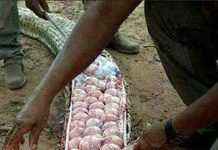 Hàng chục quả trứng xếp kín trong bụng trăn lớn