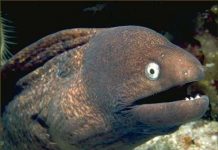 Những loài cá quái dị và nguy hiểm bậc nhất Những loài cá quái dị và nguy hiểm bậc nhất