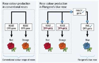 Tạo hoa hồng xanh bằng kỹ thuật RNAi
