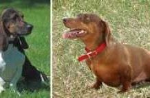 Nguồn gốc của giống chó chân ngắn