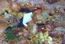 Phát hiện loài "cá lợn Hawaii"