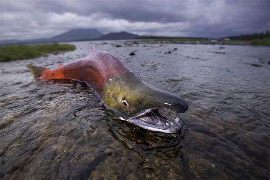 Cá hồi và cơ chế sinh sản bí ẩn chống “đẻ mướn”
