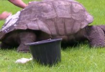 Cụ rùa già nhất thế giới có thể đồng tính