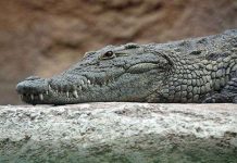 Phát minh kỳ quặc từ phân và nước tiểu tự cổ chí kim