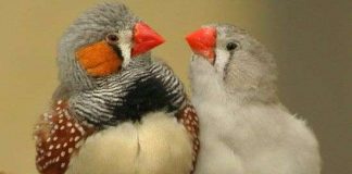 Chim sẻ đực cũng chơi trò đồng tính
