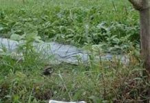 Ruộng đồng nhiễm độc! Ruộng đồng nhiễm độc!