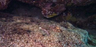 Kinh hoàng với những loài cá mập quái dị tới khó tin