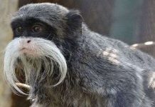 10 con vật biết nói 10 con vật biết nói