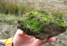 Rêu có thể chế tạo protein chữa bệnh