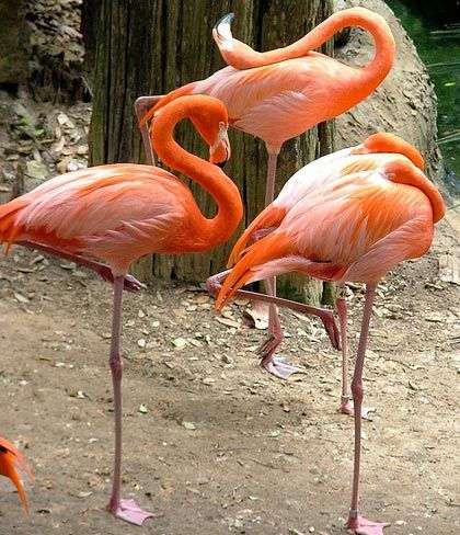 Tại sao chim hồng hạc đứng trên một chân