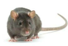 10 loài vật thông minh nhất hành tinh