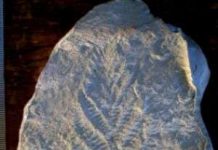 Sinh vật phức hợp thời kỳ đầu ăn bằng cách thẩm thấu