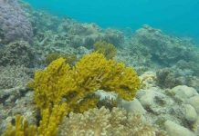 NASA triển khai dự án bảo vệ rạn san hô lớn nhất thế giới NASA triển khai dự án bảo vệ rạn san hô lớn nhất thế giới