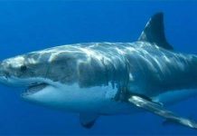 Tuyệt chiêu tấn công của cá mập Tuyệt chiêu tấn công của cá mập