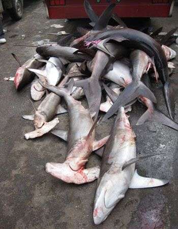 Cá mập gần tuyệt chủng được bán ở chợ cá