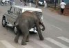 Hãi hùng cảnh voi Ấn Độ tấn công người ngay trên phố