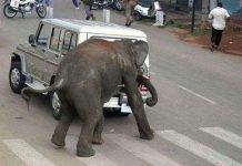 Hãi hùng cảnh voi Ấn Độ tấn công người ngay trên phố
