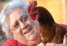 Gà mái đột nhiên chuyển giới