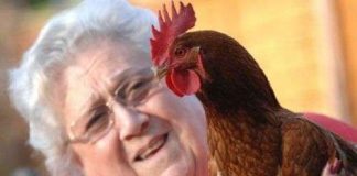 Gà mái đột nhiên chuyển giới