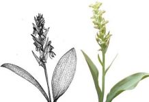 Tìm thấy loài hoa lan hiếm nhất thế giới