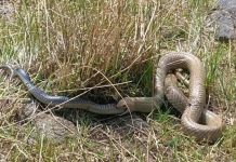 Rắn nâu kịch độc nuốt chửng đồng loại