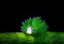 Ngỡ ngàng trước vẻ đẹp “không tưởng” của loài sinh vật lạ ẩn mình dưới biển Ngỡ ngàng trước vẻ đẹp "không tưởng" của loài sinh vật lạ ẩn mình dưới biển