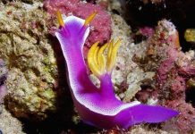 Độc đáo loài sên biển có “của quý dùng một lần” Độc đáo loài sên biển có “của quý dùng một lần”