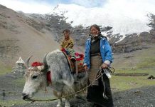 Người Tây Tạng sống được trên núi cao nhờ "họ hàng” tuyệt chủng
