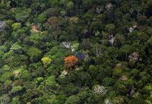 Hạn hán, cháy rừng biến Amazon thành nguồn phát thải carbon