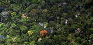 Hạn hán, cháy rừng biến Amazon thành nguồn phát thải carbon