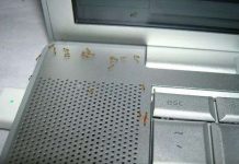 Tại sao laptop của bạn rất hay bị kiến làm tổ?