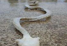 Bộ xương hình rồng dạt vào bờ biển New Zealand