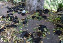 Xác dơi chết khát vì nắng nóng chồng chất ở Australia