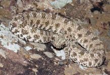 Sinh vật lạ có hình dáng giống rắn lai nhện