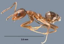 18 loài động vật không xương sống ở cạn xâm hại nguy hiểm nhất trên thế giới