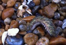 Loài sinh vật kỳ lạ ở đáy đại dương