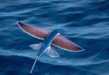 Loài cá bay như chim để tránh kẻ thù