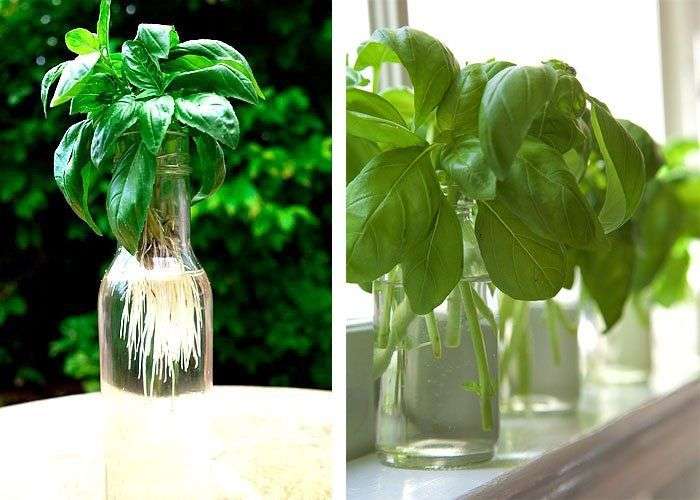 Tự trồng húng quế theo cách thủy canh đơn giản tại nhà