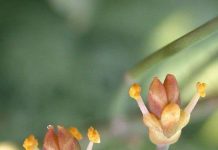 Kỳ lạ loài hoa “khát” Mặt trăng máu như chó sói