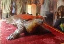 Kết quả ADN chưa thể khẳng định loài mới Kết quả ADN chưa thể khẳng định loài mới